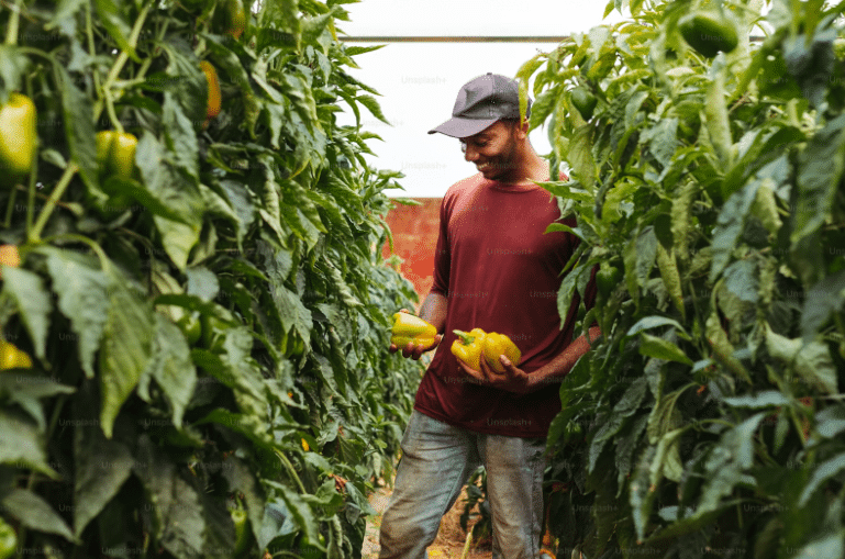 A person holding vegetables